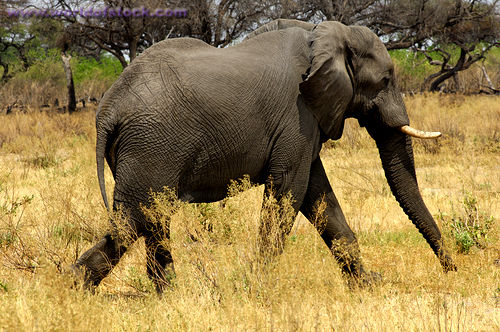 How fast can an elephant run?